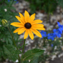 Green flowers, yellow flowers  screen for extension Chrome web store in OffiDocs Chromium