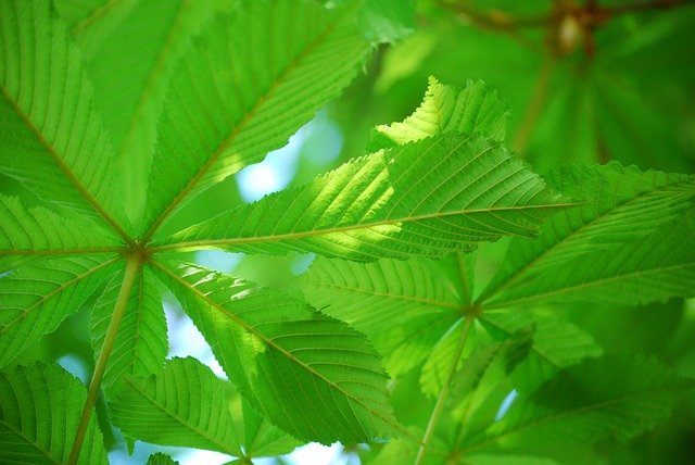Gratis download Green Foliage Kastanjträd - gratis foto of afbeelding om te bewerken met de GIMP online afbeeldingseditor