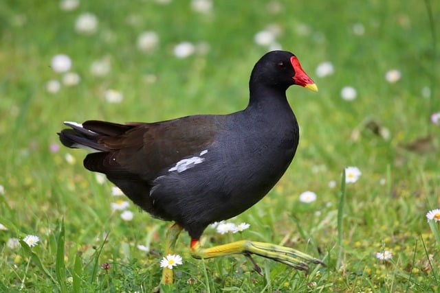 Free download green footed moorhen ralle free picture to be edited with GIMP free online image editor