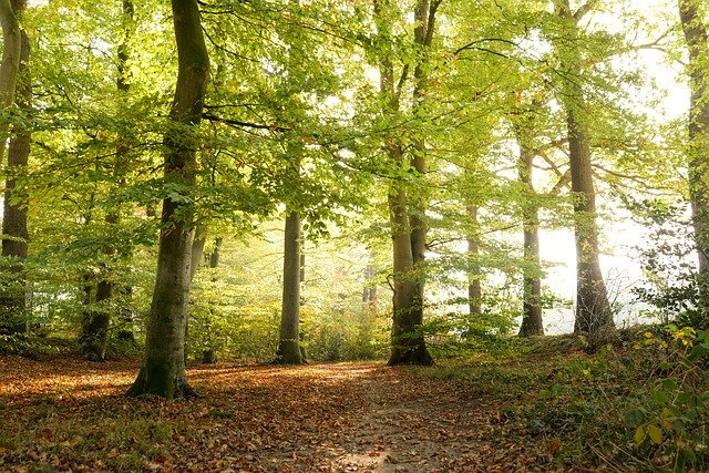 Bezpłatne pobieranie Green Forest Autumn - bezpłatne zdjęcie lub obraz do edycji za pomocą internetowego edytora obrazów GIMP