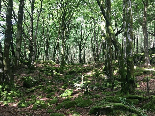 Безкоштовно завантажте Green Forest Nature - безкоштовну фотографію чи зображення для редагування за допомогою онлайн-редактора зображень GIMP