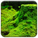 Green Forestry  screen for extension Chrome web store in OffiDocs Chromium