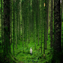 Green Forest Trees  screen for extension Chrome web store in OffiDocs Chromium