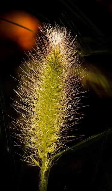 Free download green foxtail green bristlegrass free picture to be edited with GIMP free online image editor