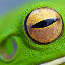 Green frog and yellow eyes  screen for extension Chrome web store in OffiDocs Chromium