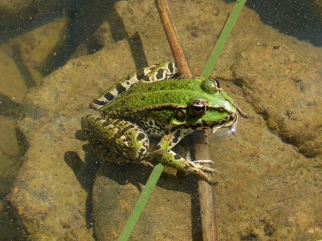 Gratis download Green Frog Batrachian Amphibious - gratis foto of afbeelding om te bewerken met GIMP online afbeeldingseditor