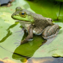 Green Frog on Lily Leaf  screen for extension Chrome web store in OffiDocs Chromium