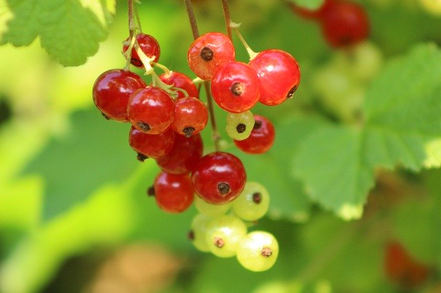 Free download Green Fruit Berry -  free photo or picture to be edited with GIMP online image editor