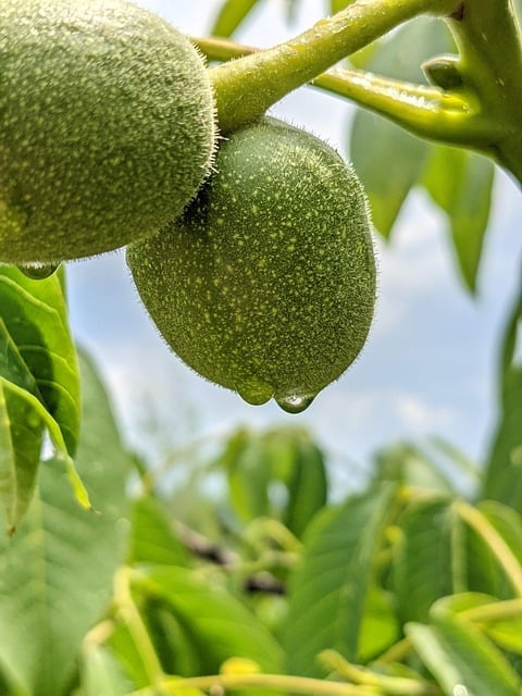 Free download green fruits fruits natue free picture to be edited with GIMP free online image editor