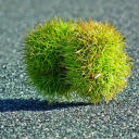 Green fruit with many thorns  screen for extension Chrome web store in OffiDocs Chromium Green fruit with many thorns  screen for extension Chrome web store in OffiDocs Chromium