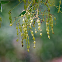 Green fruit with round seeds  screen for extension Chrome web store in OffiDocs Chromium