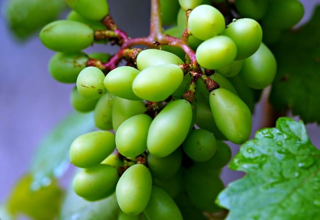 Free download green grape grape food healthy free picture to be edited with GIMP free online image editor