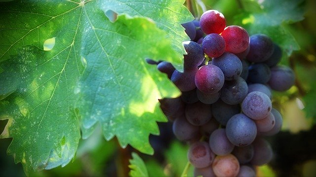 Free picture Green Grapes Wine -  to be edited by GIMP free image editor by OffiDocs