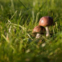 Green grass and mushrooms  screen for extension Chrome web store in OffiDocs Chromium