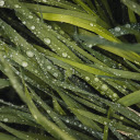 Green Grass and Rainwater  screen for extension Chrome web store in OffiDocs Chromium