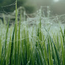 Green Grass and Spider Webs  screen for extension Chrome web store in OffiDocs Chromium