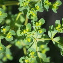 Green grass and trees  screen for extension Chrome web store in OffiDocs Chromium