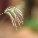 Green Grass Flower  screen for extension Chrome web store in OffiDocs Chromium