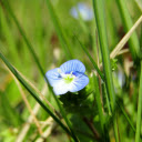Green grass flowers  screen for extension Chrome web store in OffiDocs Chromium