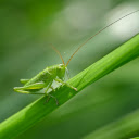 Green Grasshopper  screen for extension Chrome web store in OffiDocs Chromium