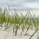 Green grass on white sand  screen for extension Chrome web store in OffiDocs Chromium