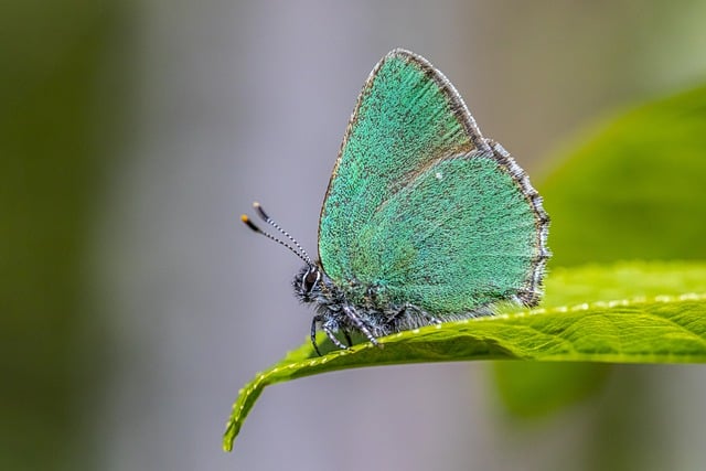 Bezpłatne pobieranie zielonych pasemek motyli bez owadów zdjęcie do edycji za pomocą bezpłatnego edytora obrazów online GIMP