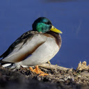 Green headed duck  screen for extension Chrome web store in OffiDocs Chromium