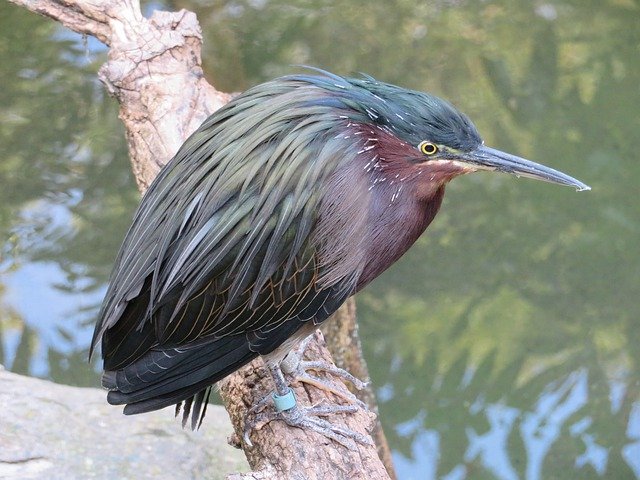 Free download Green Heron Bird -  free photo or picture to be edited with GIMP online image editor