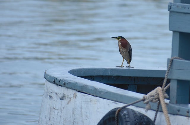 Free download green heron bird boat ornithology free picture to be edited with GIMP free online image editor
