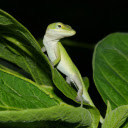 Green hidden lizard  screen for extension Chrome web store in OffiDocs Chromium