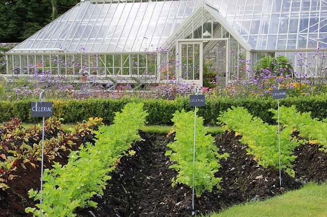Free download Greenhouse Gardening Plant -  free photo or picture to be edited with GIMP online image editor