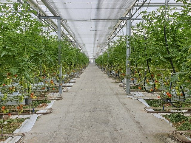 Gratis download Greenhouse Tomatoes Hors-Sol - gratis foto of afbeelding om te bewerken met GIMP online afbeeldingseditor