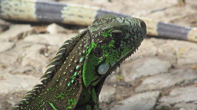 Template Photo Green Iguana Lizard -  for OffiDocs