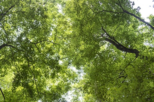 免费下载 Green In The Forest I - 可使用 GIMP 在线图像编辑器编辑的免费照片或图片