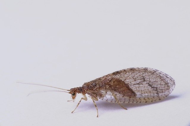 Unduh gratis Green Lacewing Brown Nature Insect - foto atau gambar gratis untuk diedit dengan editor gambar online GIMP