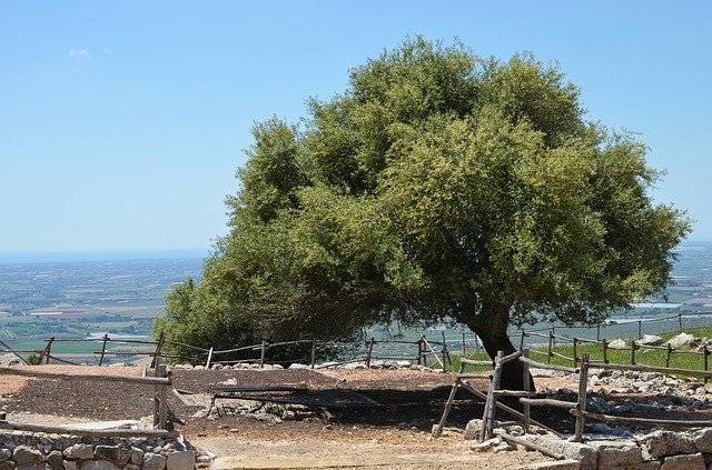 הורדה חינם Green Landscape Tree - תמונה או תמונה בחינם לעריכה עם עורך התמונות המקוון GIMP