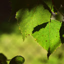 Free download Green Leaf -  free photo or picture to be edited with GIMP online image editor