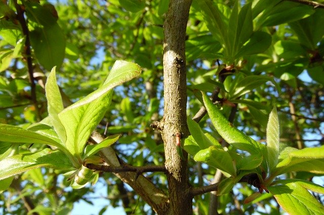 Muat turun percuma Green Leaf Branch - foto atau gambar percuma untuk diedit dengan editor imej dalam talian GIMP