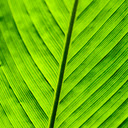 Green Leaf Detail  screen for extension Chrome web store in OffiDocs Chromium