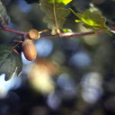 Green leaf fruit tree  screen for extension Chrome web store in OffiDocs Chromium