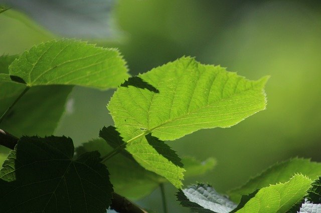 دانلود رایگان باغ برگ سبز - عکس یا تصویر رایگان برای ویرایش با ویرایشگر تصویر آنلاین GIMP