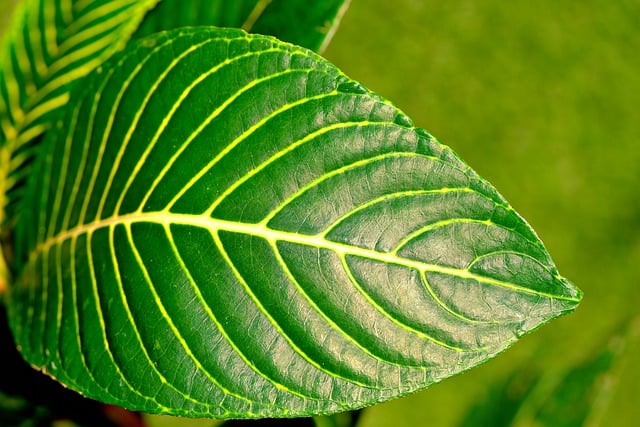 Free download green leaf leaf nature foliage free picture to be edited with GIMP free online image editor