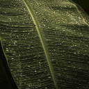 Green leaf ships  screen for extension Chrome web store in OffiDocs Chromium