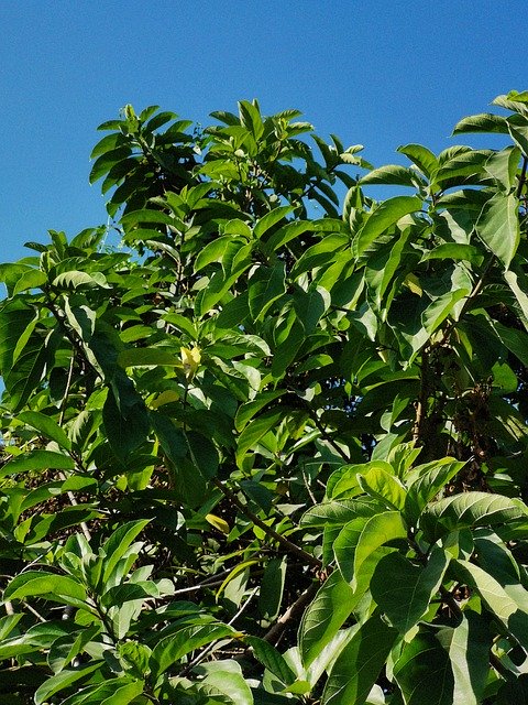 Free download Green Leaf Sky -  free free photo or picture to be edited with GIMP online image editor