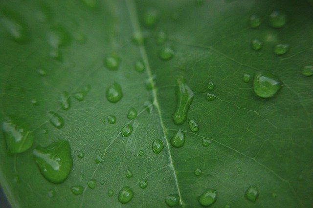 Free download Green Leaf Thanksgiving Background -  free photo or picture to be edited with GIMP online image editor