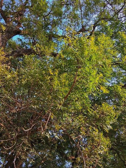 تنزيل Green Leaf Tree مجانًا - صورة مجانية أو صورة مجانية ليتم تحريرها باستخدام محرر الصور عبر الإنترنت GIMP