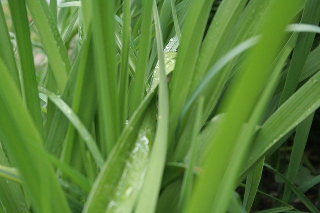 Free download Green Leaf Wet -  free photo or picture to be edited with GIMP online image editor