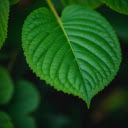 Green leaf with serrated edges  screen for extension Chrome web store in OffiDocs Chromium