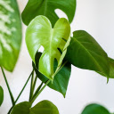 Green leafy tree  screen for extension Chrome web store in OffiDocs Chromium