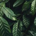 Green leaves  screen for extension Chrome web store in OffiDocs Chromium